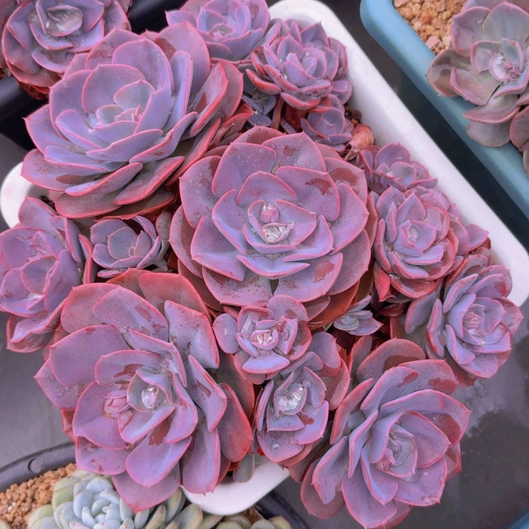 尘埃玫瑰多肉植物000001
