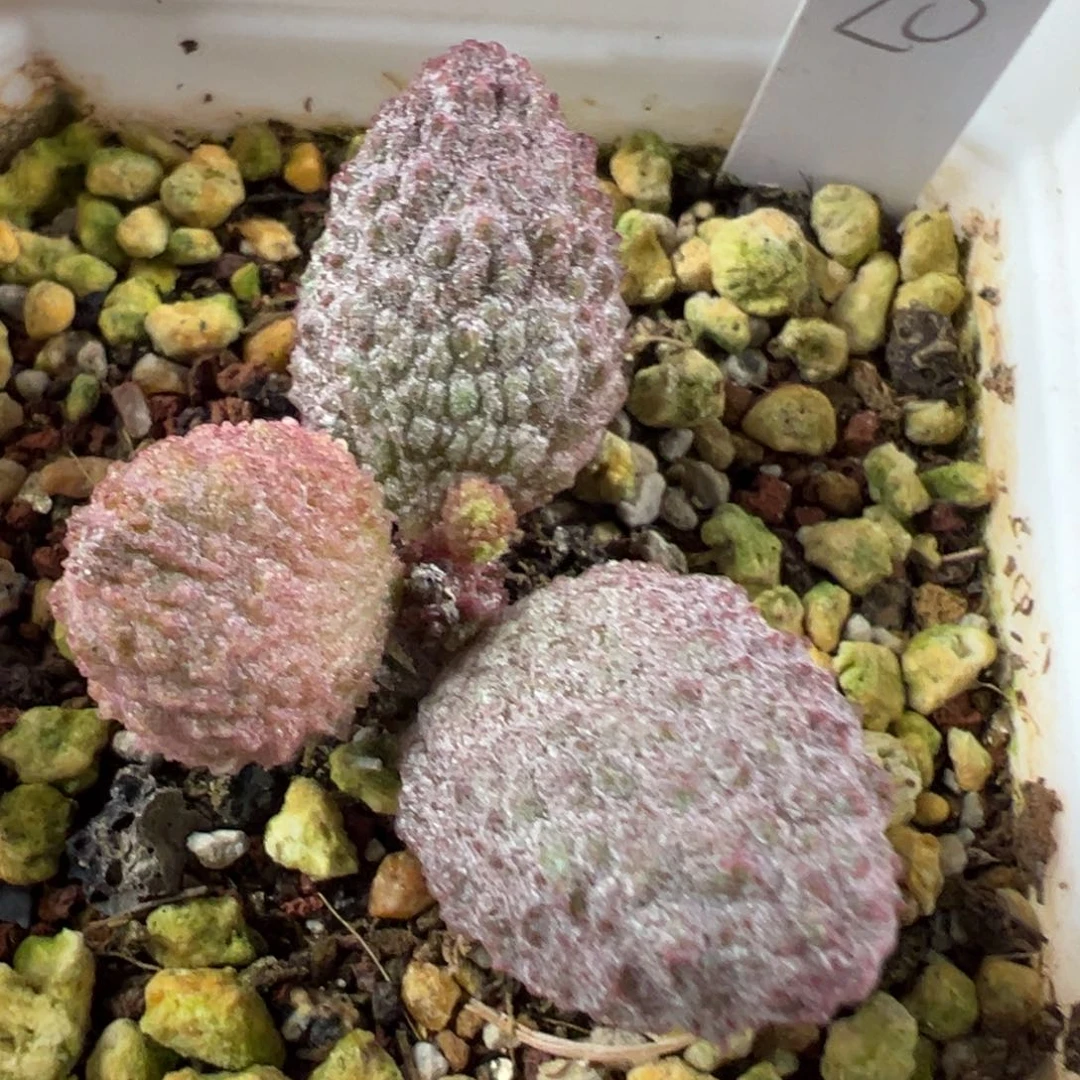 w荔枝颗粒款实生新品多肉植物