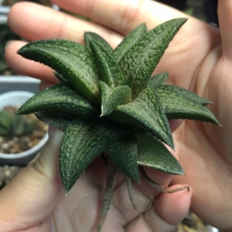 锦带桥有根哈哈哈