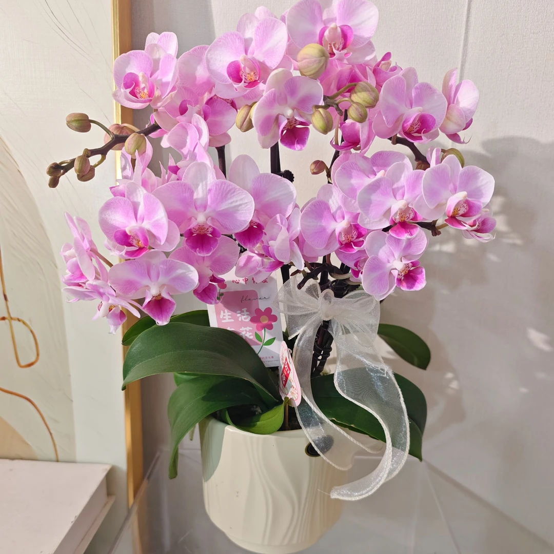 【初恋组盆】欧品桌面花型易养耐开蝴蝶兰花卉盆栽