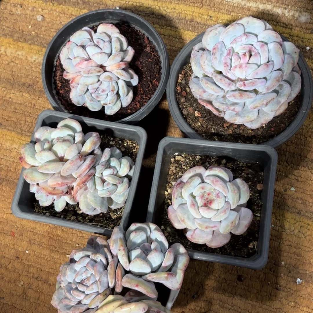 布羞妹妹的5个星英石化