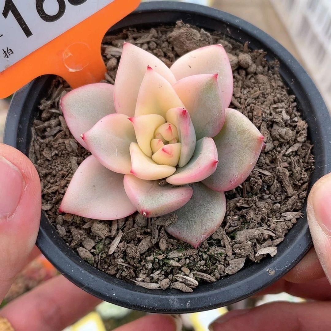 【闪购商品】168号