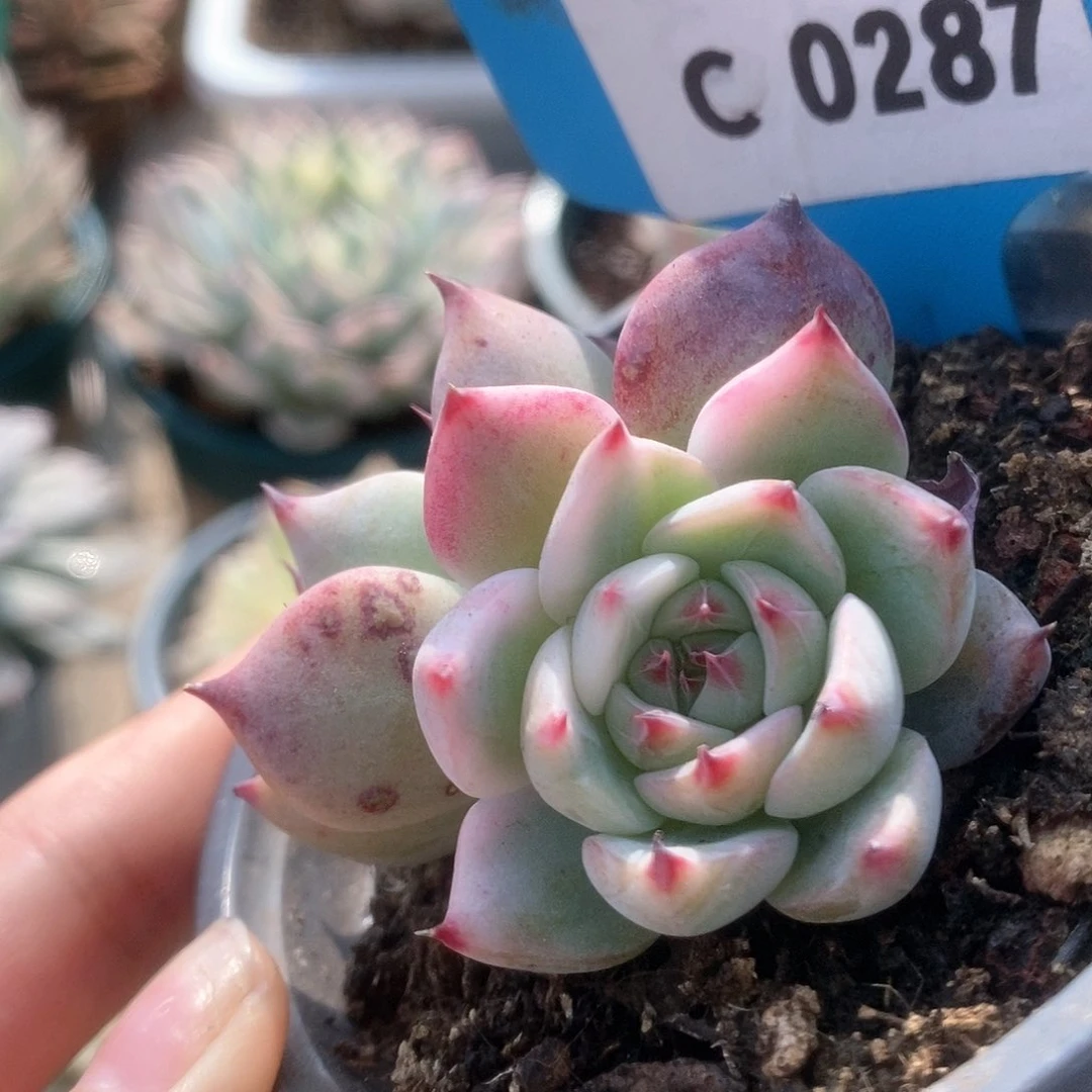 287锦锦锦锦锦锦