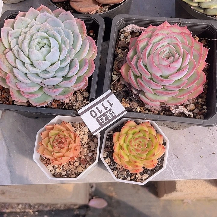 四颗1110多肉植物