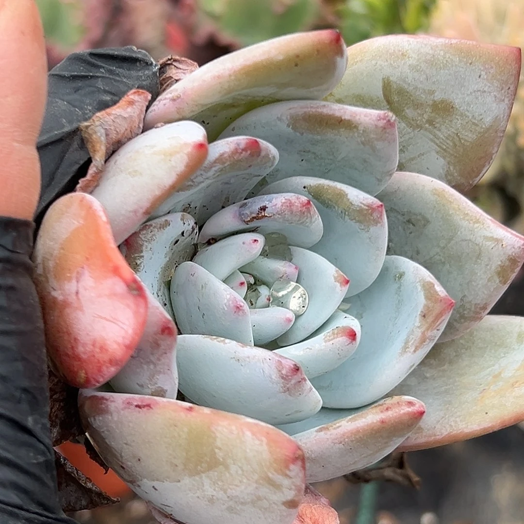 多肉植物嫦娥单头