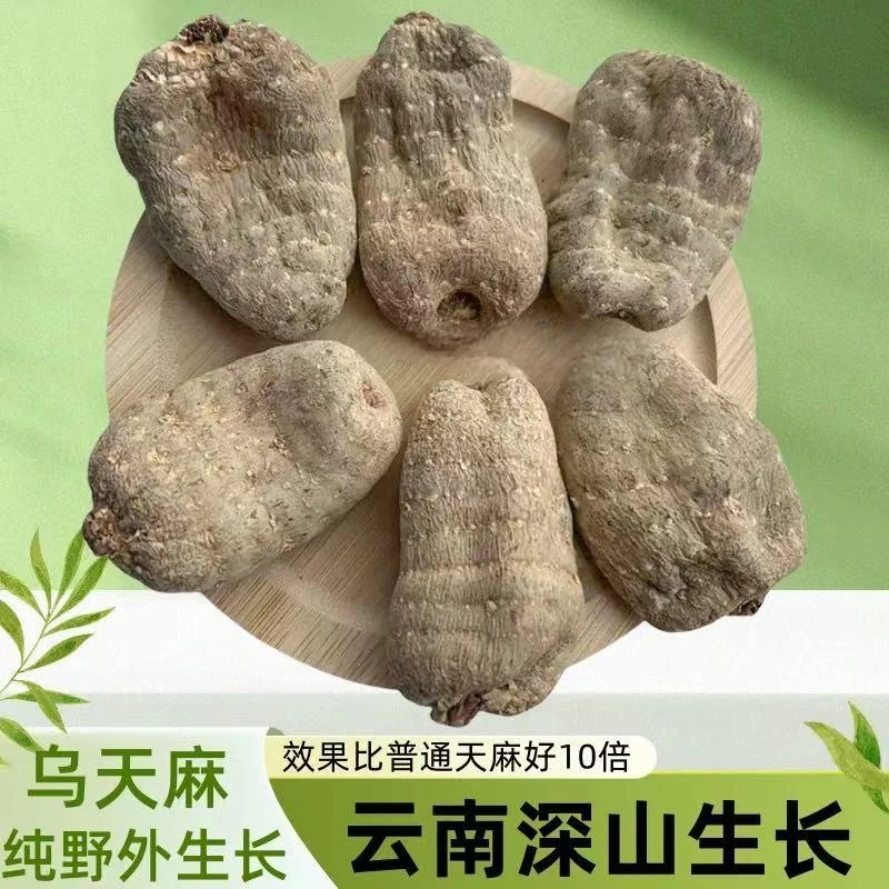 昭通小草坝高山乌天麻