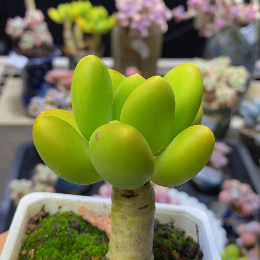 716 芒果奶5 厘米