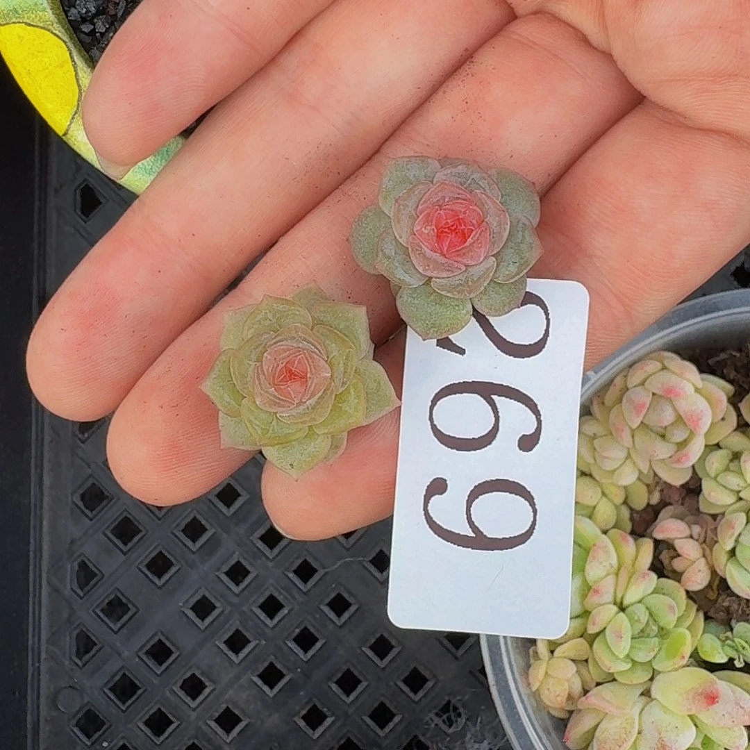 多肉植物多肉植物269
