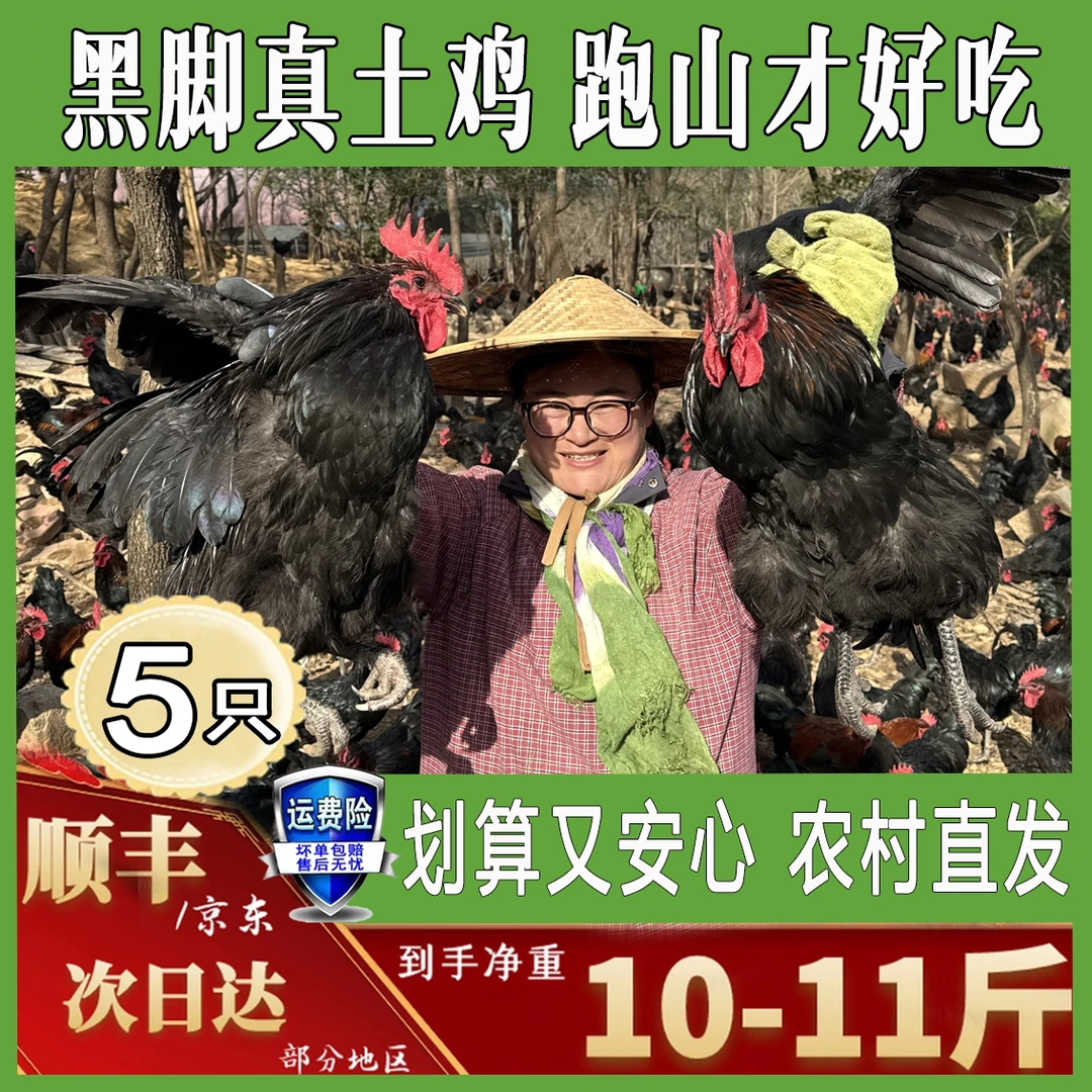 5只黑脚童子鸡纯粮喂净重共10-11斤 肉质鲜嫩 净膛发货