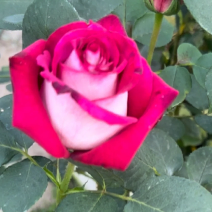 莫妮卡大切花可阳台可地栽直立丰花月季