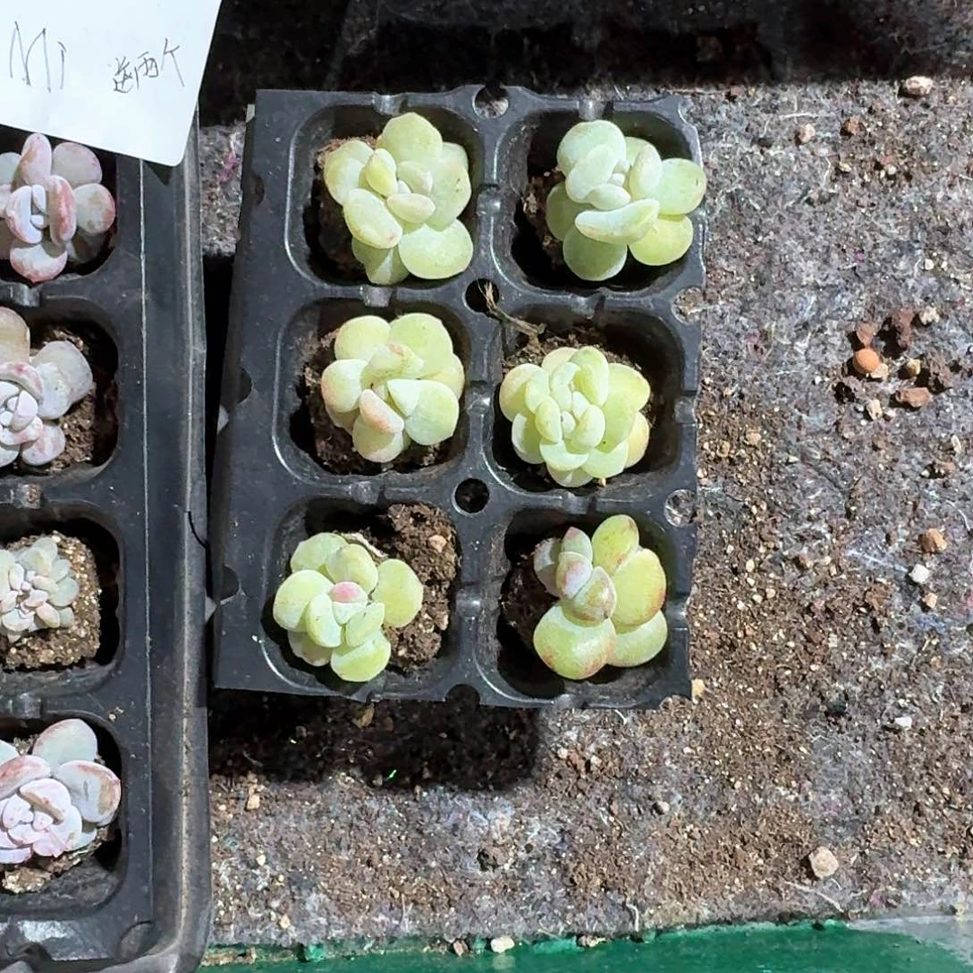 Mi一物一拍专拍链接