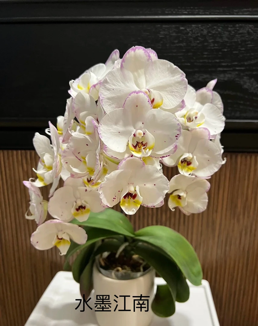 蝴蝶兰（一物一拍链接 ）3.5寸半成熟或成熟苗 按品种选项下单