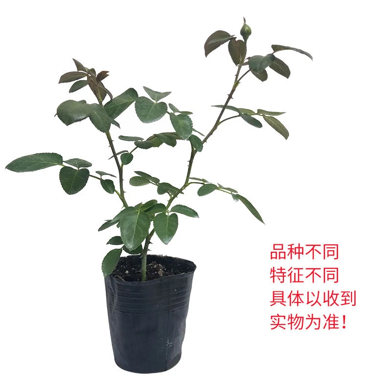 爬藤月季小苗
