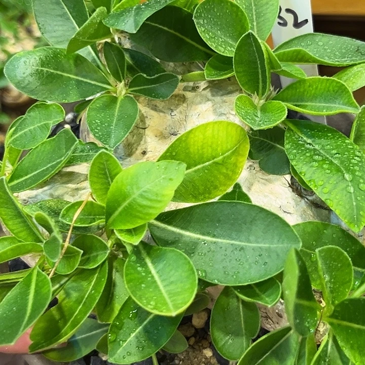 潮流植物惠比须笑A32
