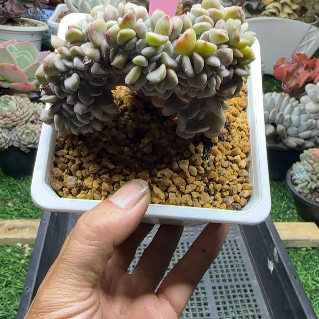 锦安精品多肉植物289