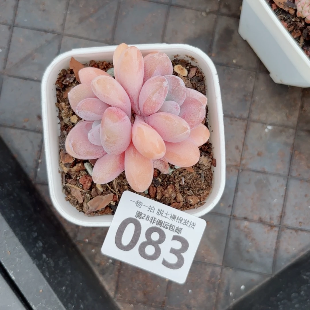 M***y粉兔老桩无盆土发货