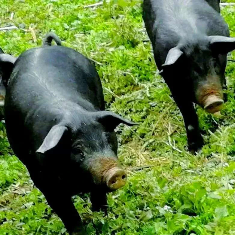 一物一拍    贵州熟食土猪肉