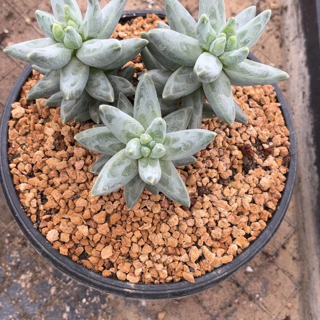 S***N多肉植物溏心凤羽