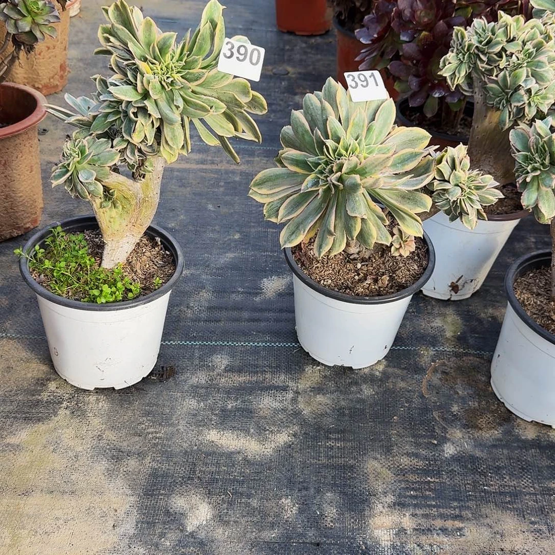 草***丁390391灿烂坠两颗福利价出