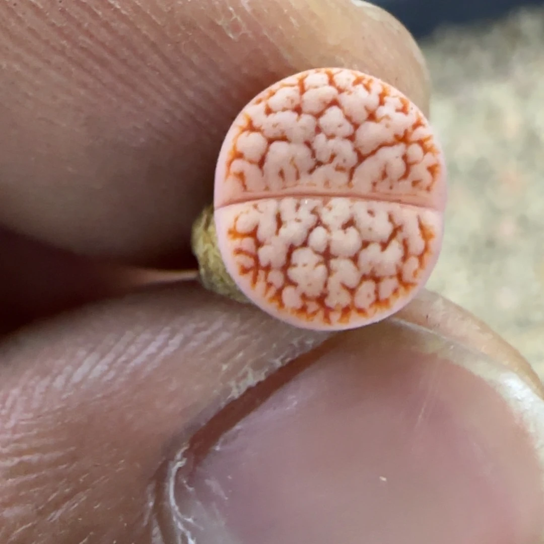 678 生石花大棚直播