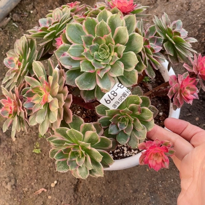 879黑膜锦多肉113446789