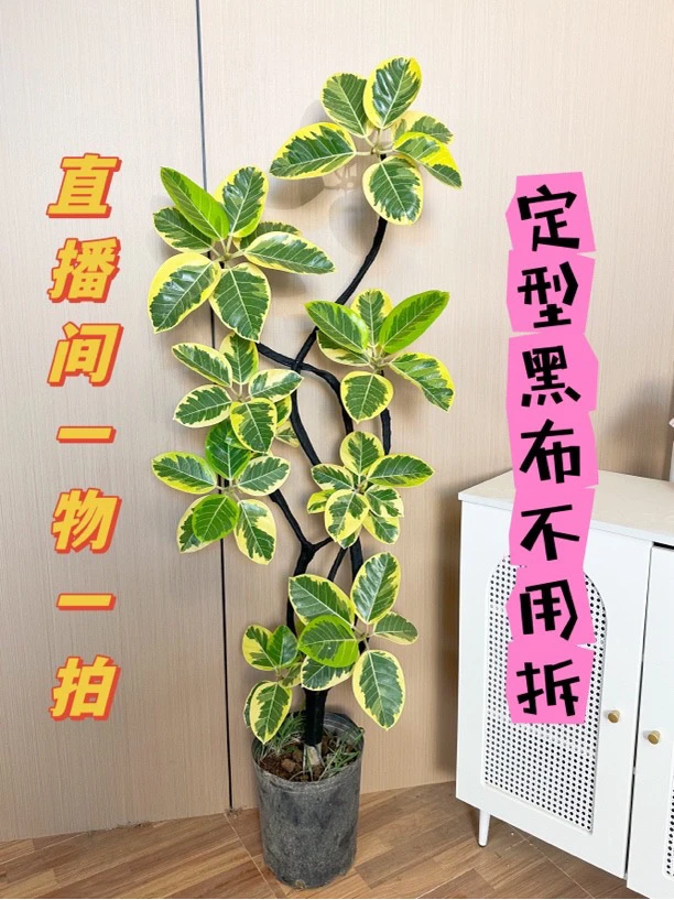 【嘟嘟花园】黄金榕橡皮树花卉盆栽大盆栽黄金榕绿植好养客厅办公室