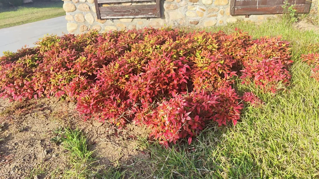 直播链   南天竹红天竺火焰南天竹大棵从生苗老桩盆景一物一拍