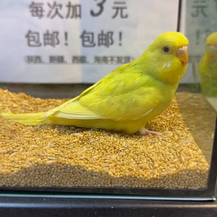 虎皮鹦鹉大头虎皮鹦鹉