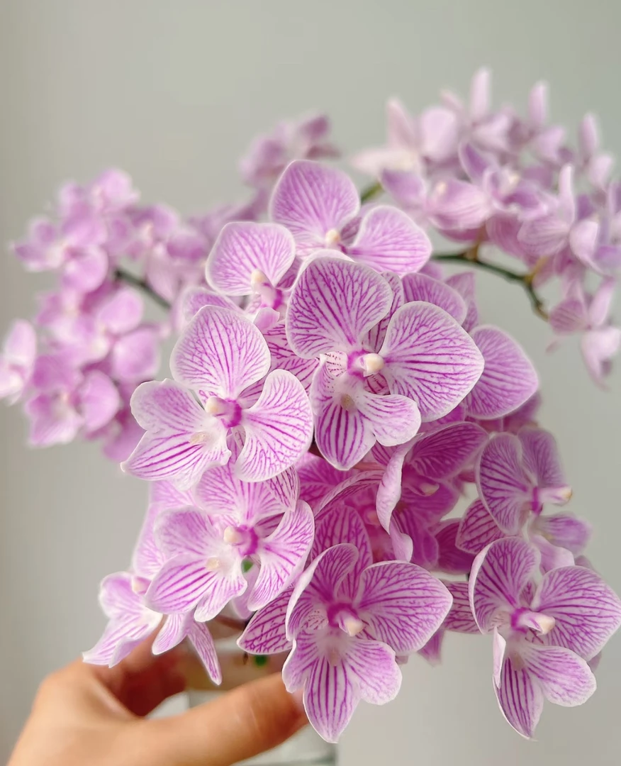 樱花蝴蝶兰盆栽  任意两颗顺丰发货