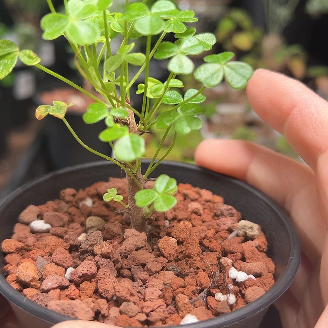 巨人酢浆草带盆发货