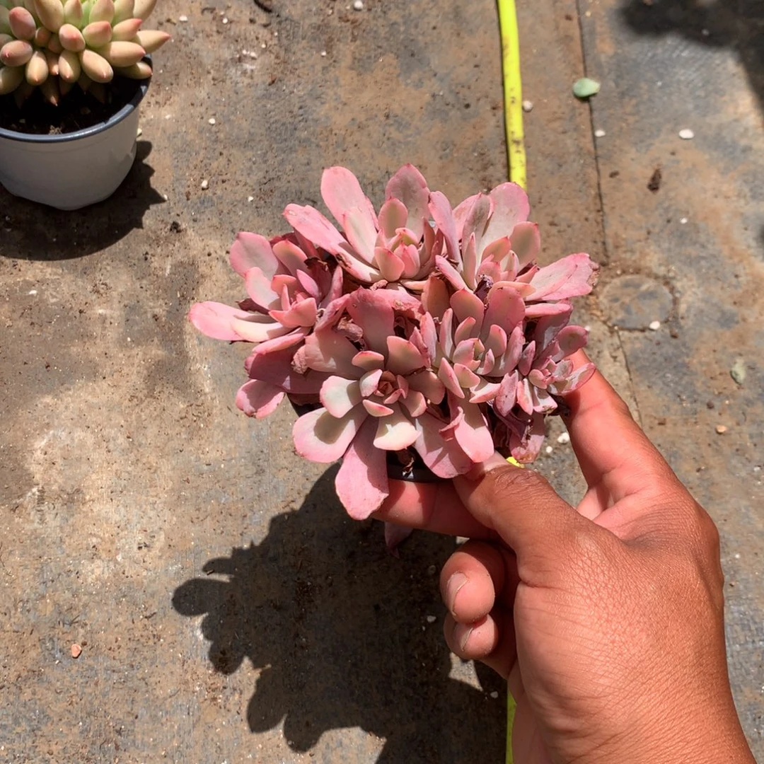 你要吃就去看电影哈哈好