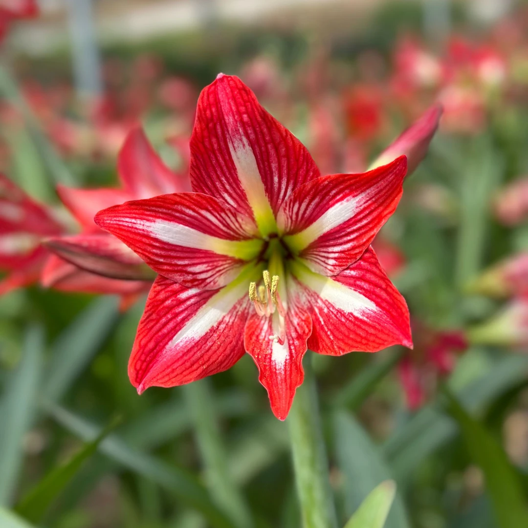 「朱顶红四川女王」 七里花乡现挖基地直发土朱