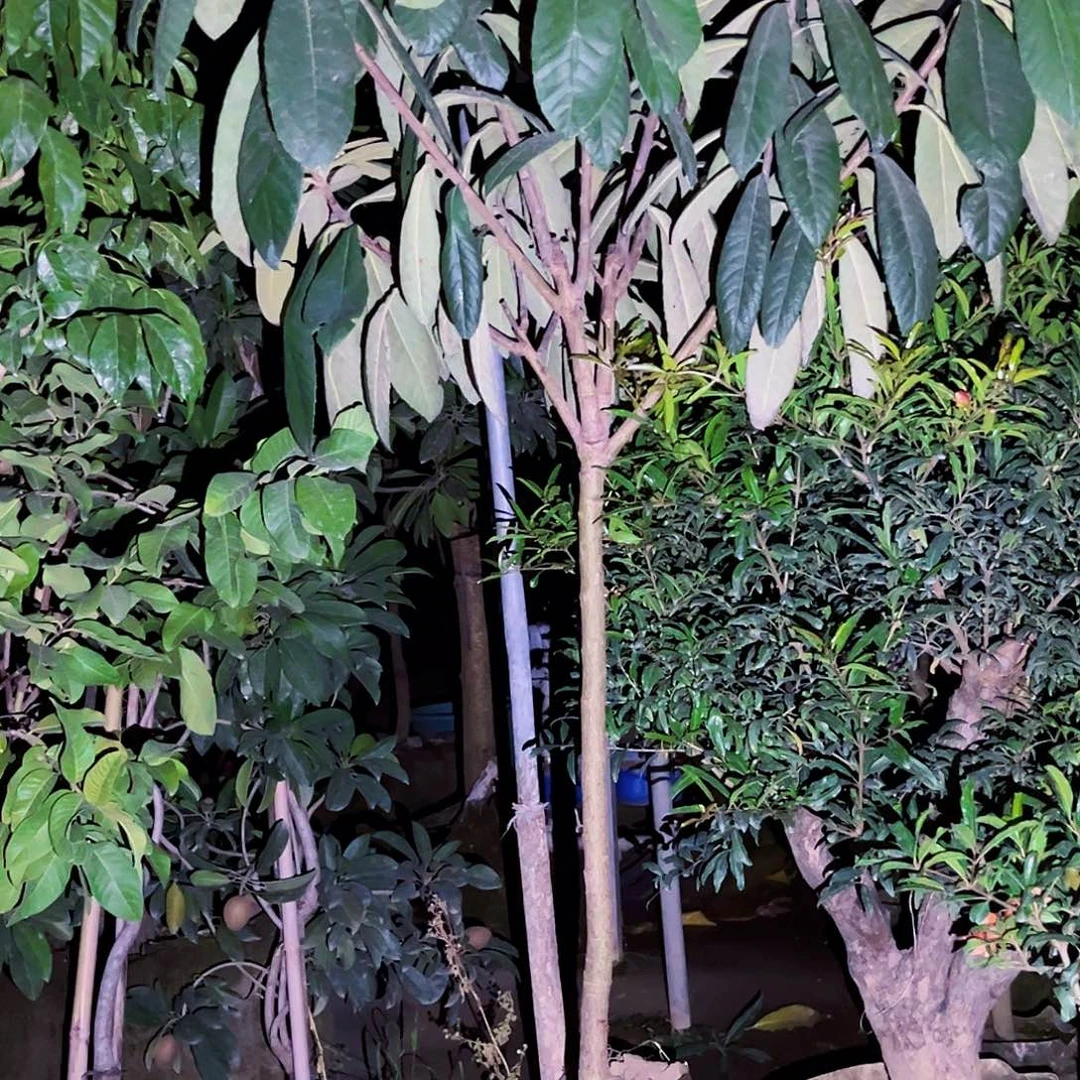 老***张无花朵3467999753335789975457