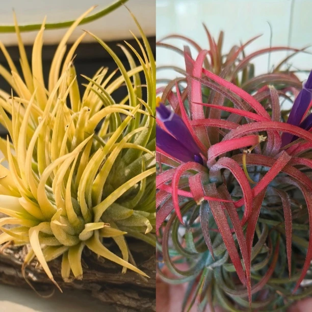 空气凤梨【颜色组合自选】盆栽庭院阳台花卉新手易养护