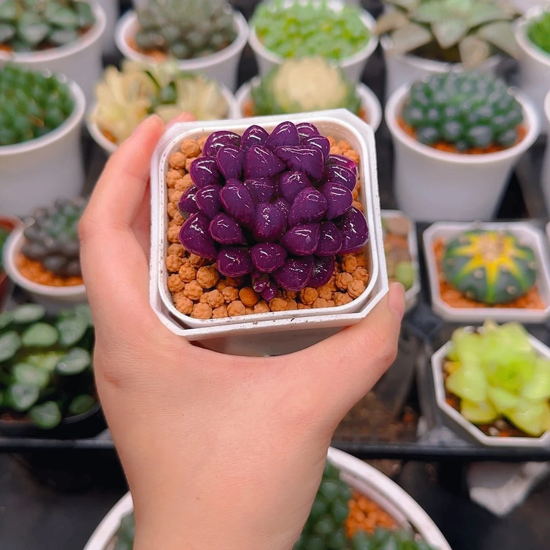 紫宝石冰灯玉露，原盆