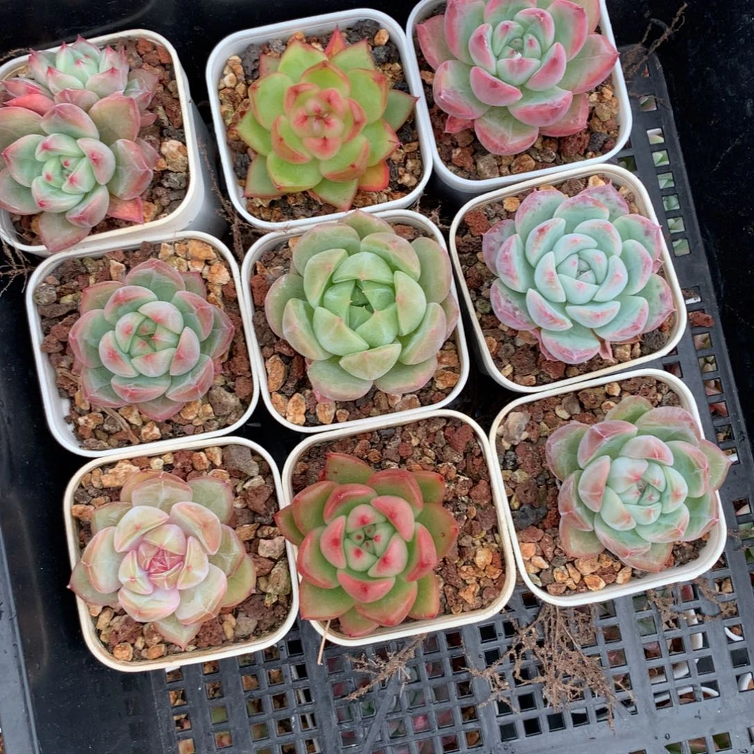 1103-10 七彩珍妮套餐