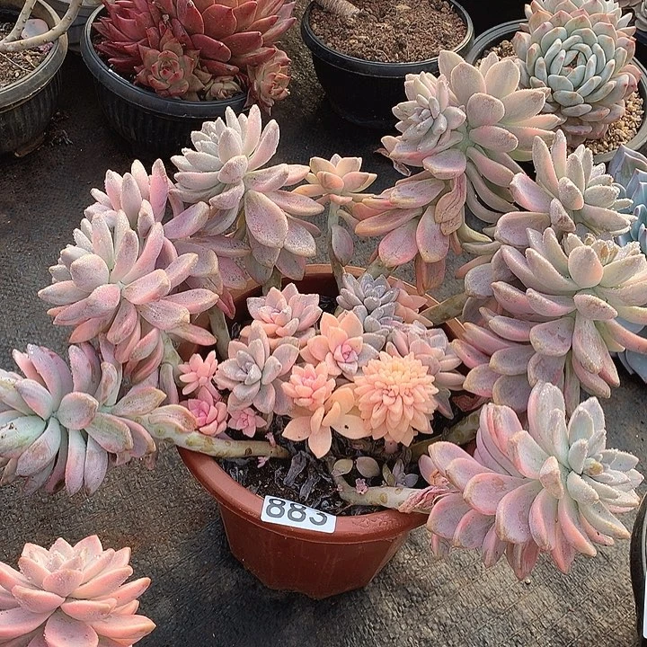 883淡雪锦一物一拍多肉