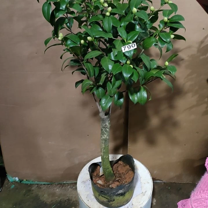 790红白三学士，原盆原土发货，不包邮