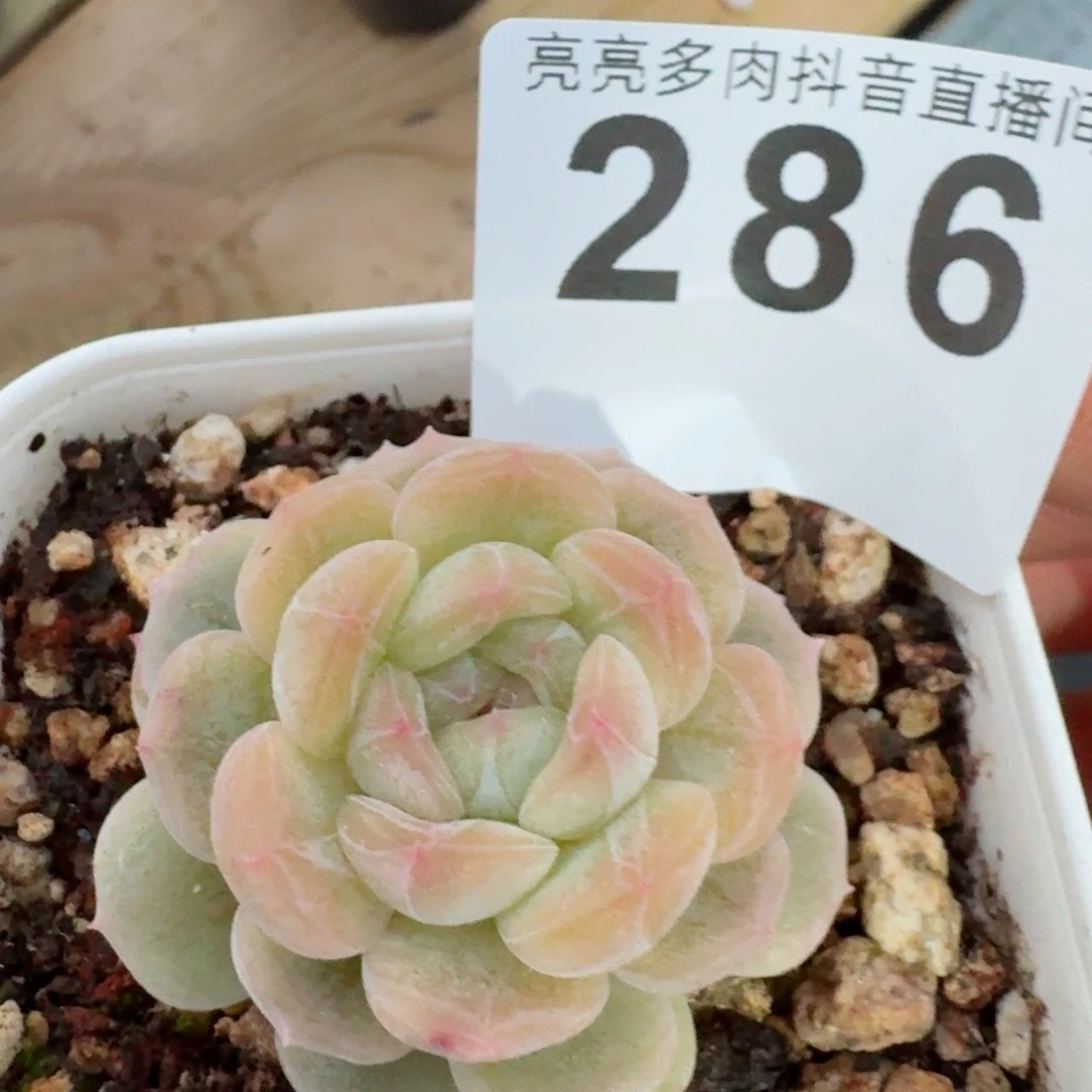 秒         精品多肉