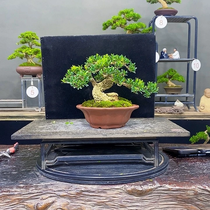 无花朵黄杨盆景四季常青不落叶