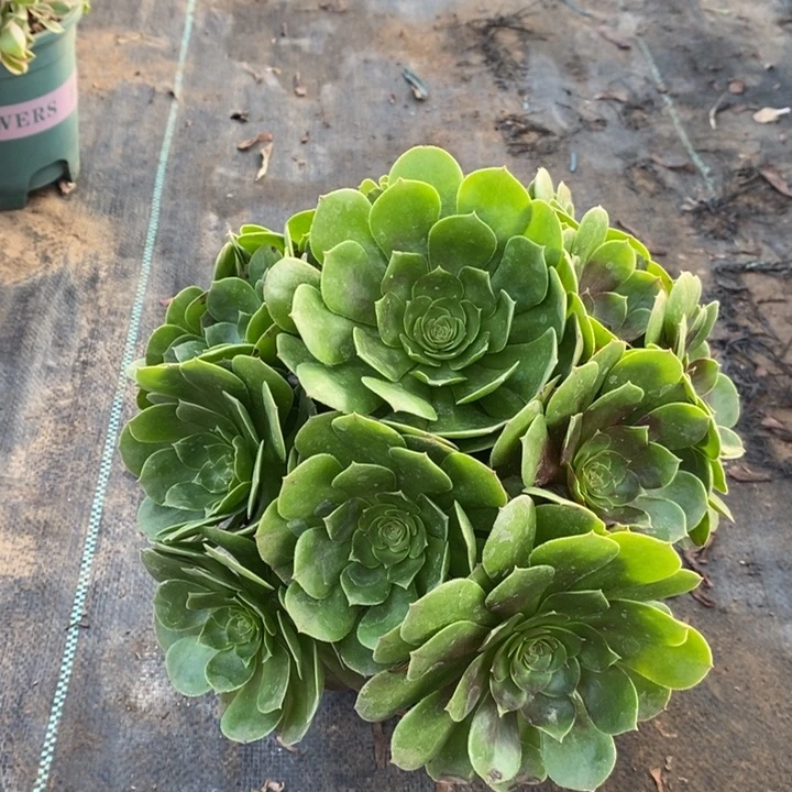 万圣节多肉植物24。