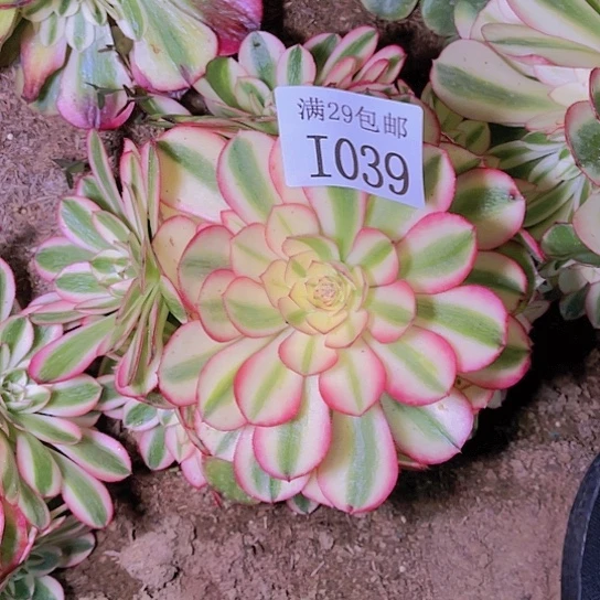 1039荔枝多肉植物