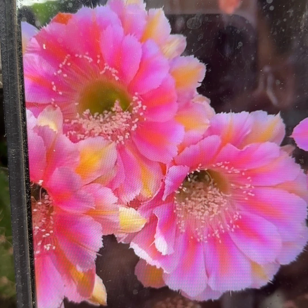 出水芙蓉彩侧牙20包邮仙人球31