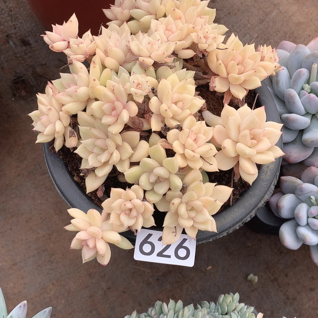 626璀璨 一物一拍多肉