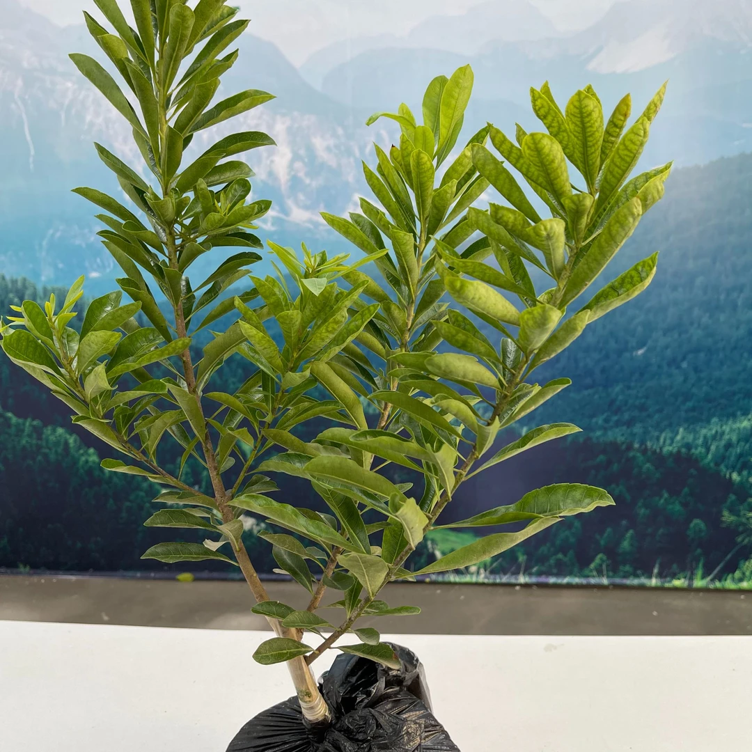 1小苗盆景园艺易打理易种植正宗【一物一拍】