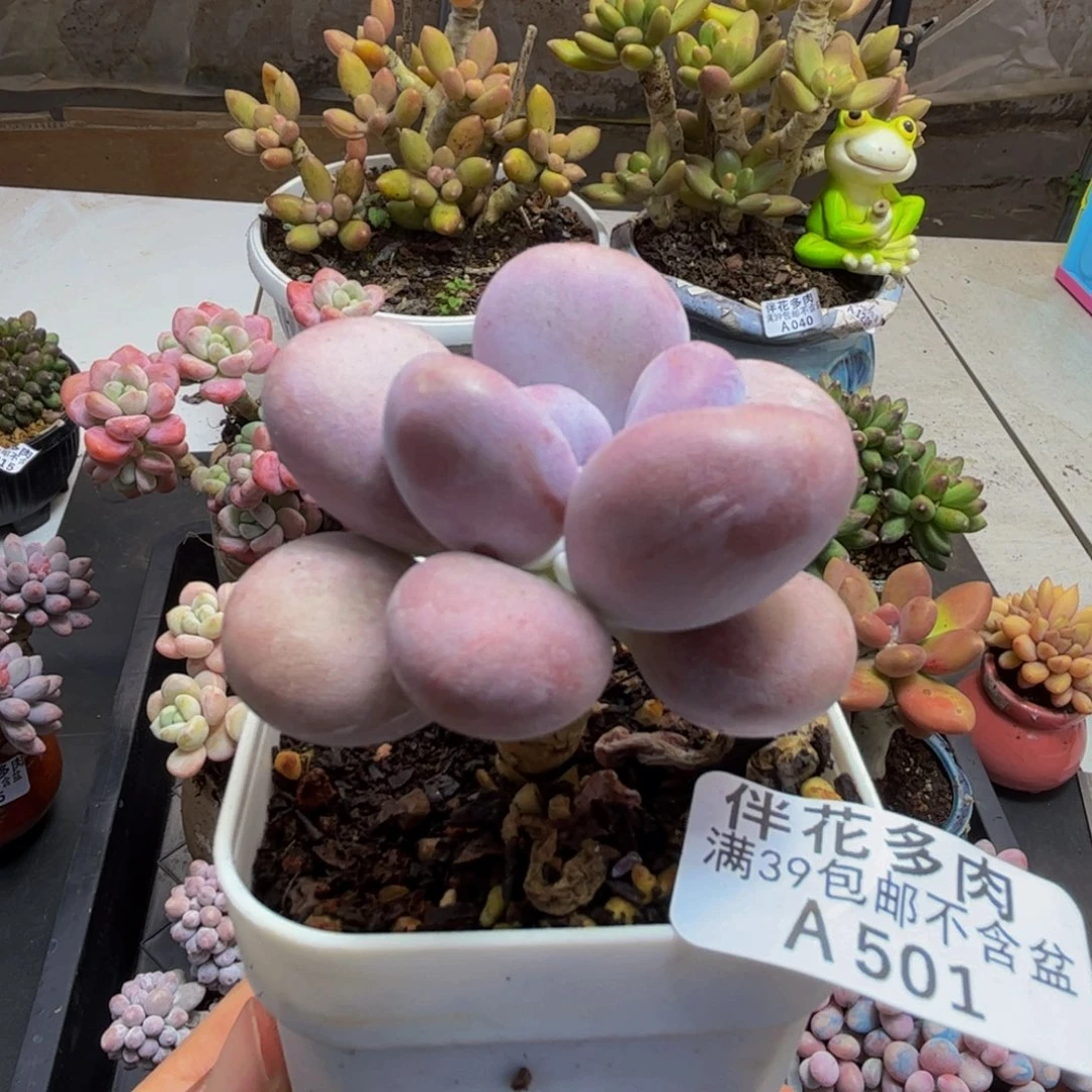 501/5cm橙雪球多肉植物