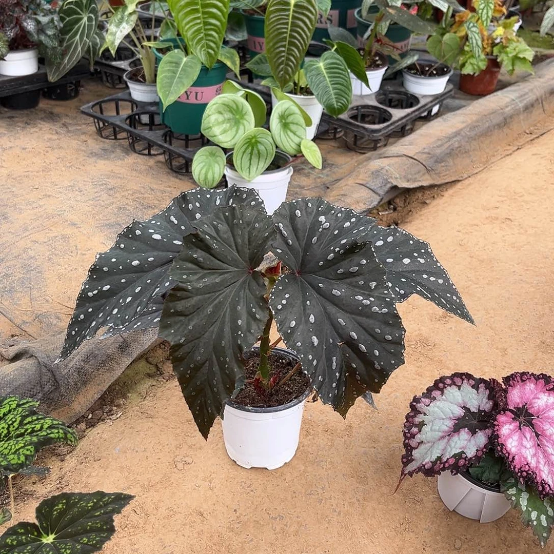 无花朵凡梦秋海棠山西