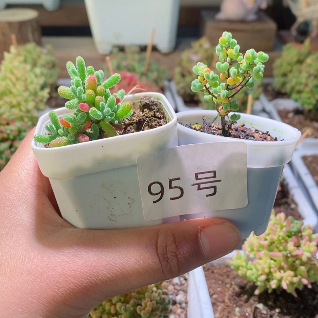 糖球 莱斯带盆土发货一物一拍