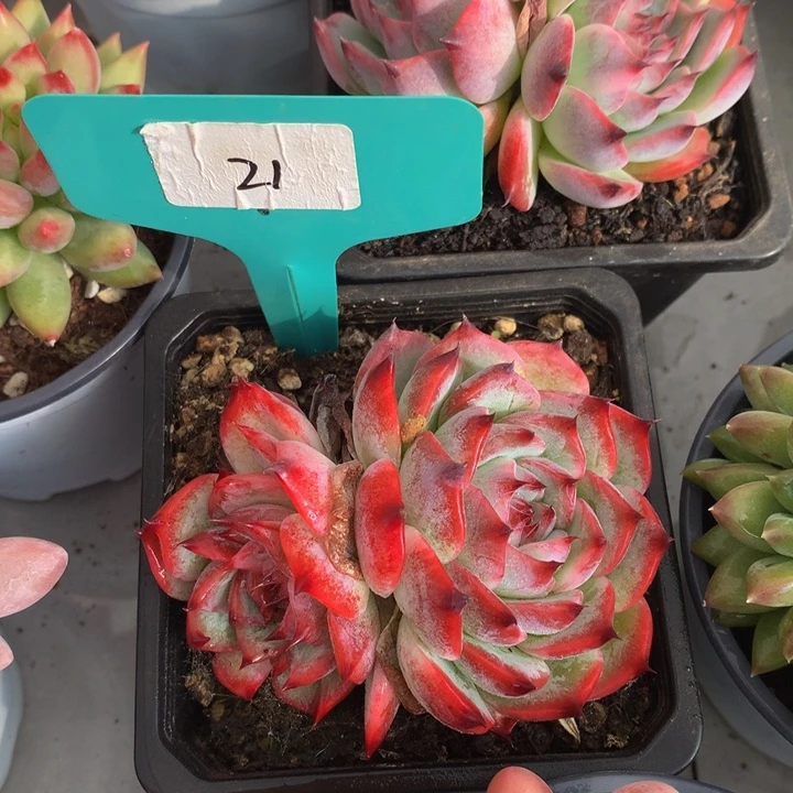 多肉植物727273773