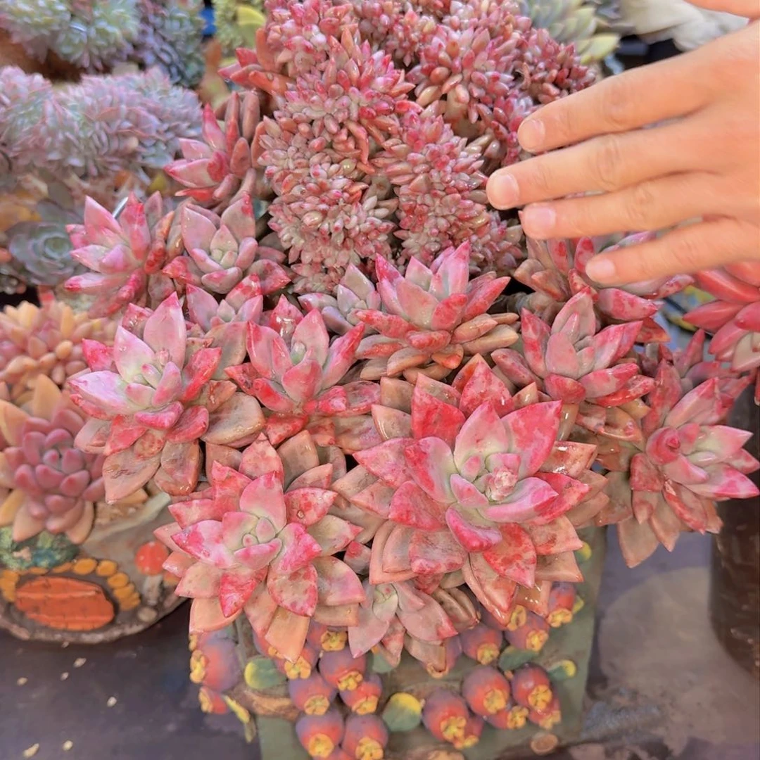 用****2多肉植物的生长发育和